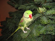 Photo of a Parakeet on a Christmas Tree