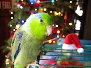 Photo of green bird with Santa Hat