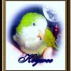 portrait of Quaker parrot Keywee