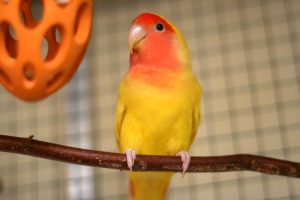 lovebird on perch by toy