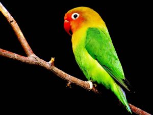 lovebird parrot