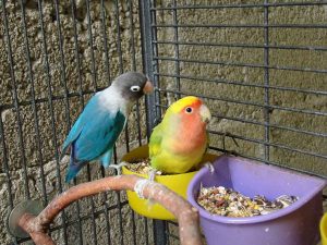 lovebirds by food dishes in cage