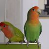 lovebird parrots sitting side by side indoors