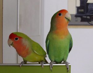 lovebird parrots