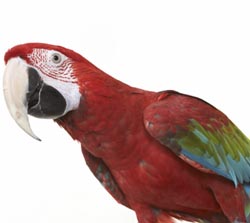 Photo of Greenwing Macaw