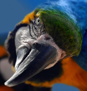 macaw face