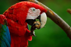 macaw eating nut