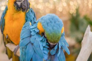 blue and gold macaw