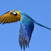 blue and gold macaw flying