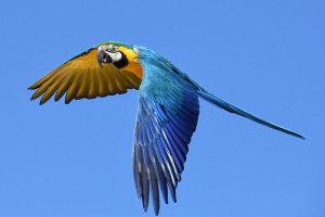 blue and gold macaw flying