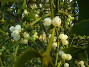 Photo of Mistletoe