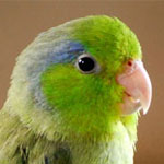 Pacific parrotlet