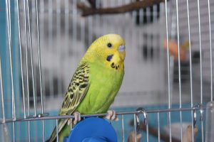 budgie parakeet by cage