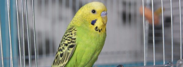 budgie parakeet by cage