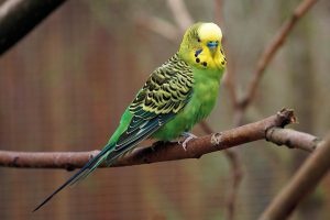 parakeet budgie