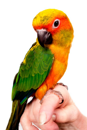 pet parrot