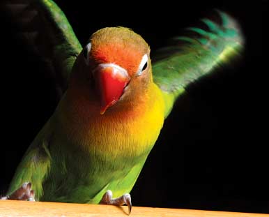 parrot flapping wings