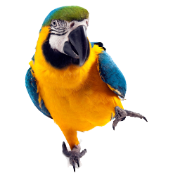 colorful parrot