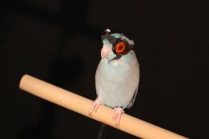 Pacific parrotlet wearing goggles