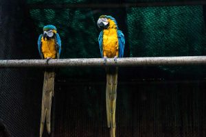two macaws on perch