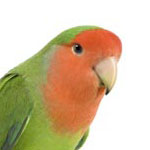 parrotlet vs lovebird