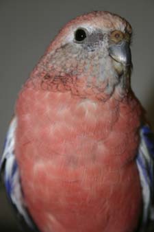 Rosey hot sale bourkes parakeet