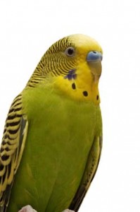 Green Parakeet