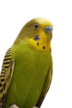 fancy green parakeet