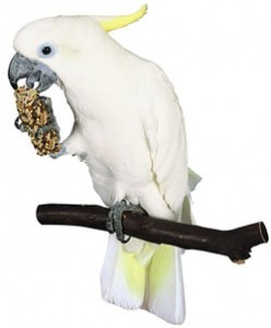 White Cockatoo photo