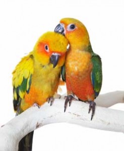 Conures