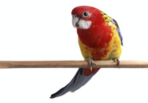 Photo of a Golden-Crested Rosella, golden-mantled rosella