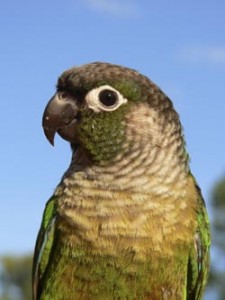 Green-cheeked conure