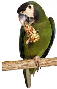 Photo of the Hahn's Macaw, mini-macaw, small green macaw, Hahn's mini macaw