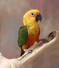 jenday conure food