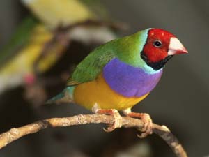 Photo of a Gouldian Finch