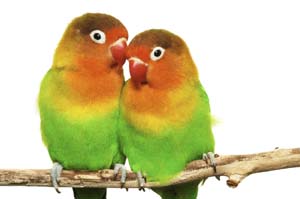 Fischer's lovebird, Photo of Lovebirds