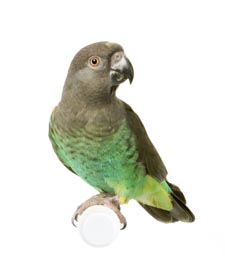 Photo of a Meyer's Parrot