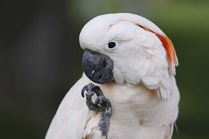 Foto de Cacatúa de las Molucas