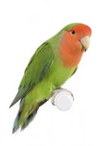 Photo of the Peachface Lovebird