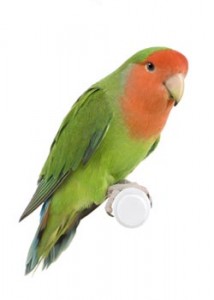 peach faced lovebird diet