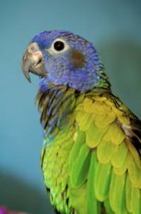 Photo of the Pionus Parrot