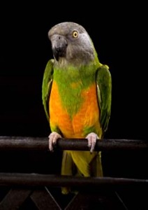 Photo of the Senegal Parrot