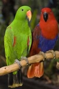 Male eclectus store