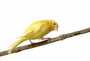 A yellow Song Canary