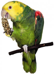 yellow headed amazon parrot diet