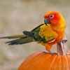 bird on pumpkin