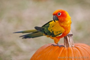 bird on pumpkin