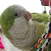 quaker parrot playing peering between rope perch and colorful bird toy