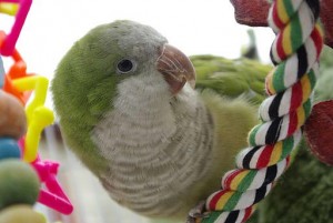 quaker parrot playing peering between rope perch and colorful bird toy