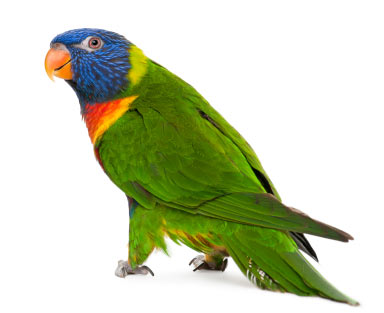 rainbow lorikeet pet bird or aka rainbow lory 